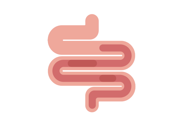 Um tubo rosa em espiral representando um intestino. A metade inferior do tubo contém um tubo menor e mais escuro, com manchas mais escuras ao longo dele.