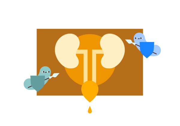 An illustration of two light yellow kidneys connected with yellow tubes to a yellow bladder. There's a yellow droplet coming from the bladder. There is a medium yellow circle behind the kidneys, and a large light brown rectangle behind that. Two germ-like creatures holding spears and shields are floating towards the kidneys. The one on the left is green and the one on the right is blue.