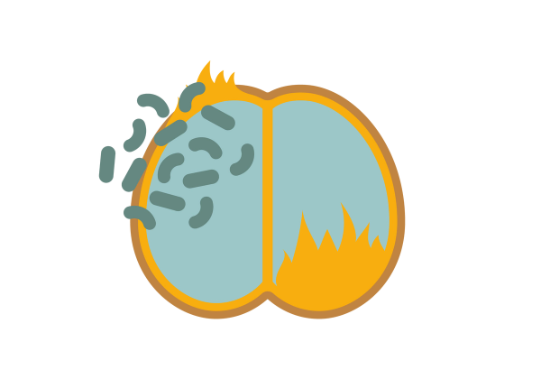 Yellow brain with light green inside, but the light green doesn't cover the entire right half. Dark green blobs overlay the upper left side where the border of the brain opens.