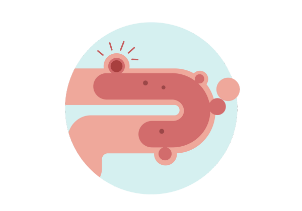 A light blue circle with a pink intestine running through. It enters at the left, goes almost all the way across, and loops back under itself to exit the circle at the bottom left. Inside the tube is a darker pink section with round protrusions that cause the outer tube to bulge. One of the bulges at the top is bright red and has four action lines emanating from it.