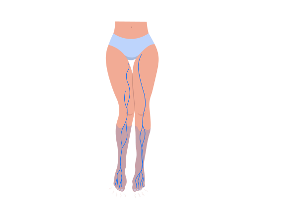 An illustration of a woman from the waist down. She is only wearing light blue underwear. Medium blue nerves run down her bare legs, and her calves are tinted blue.