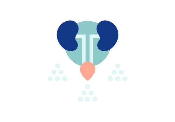 An illustration of two dark blue kidneys connected to a pink bladder by light green tubes. The background is a medium green circle, and three sets of six light green circles in triangular formations surround the system.